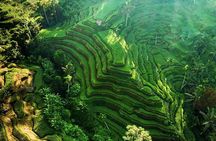 Discover Ubud: Exotism Ubud and Optional Meet the Bali Shaman 