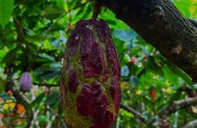 Paso del Mango Five Waterfalls