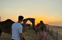 Abu Dhabi: Private Evening Desert Safari with BBQ and Live Shows