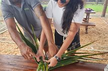 Vavavi - Fijian Cooking & Cultural Experience