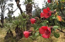 La Chorrera & Chiflon Waterfall Hike -4 hours