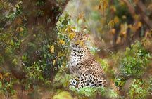 Yala National Park Safari | Jeep with Tickets