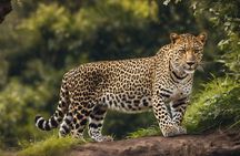 Yala National Park Safari | Jeep with Tickets
