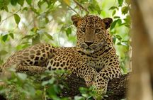 Yala National Park | Private Safari