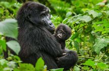 6 Days Uganda Gorilla, Chimps Trekking and Wildlife Safari