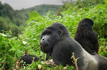 6 Days Uganda Gorilla, Chimps Trekking and Wildlife Safari