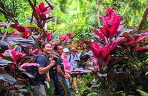 Kaura Waterfall Hike & Choose Optional Tour with Private Transfer