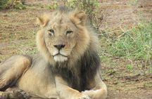 2 Days Taita Hills Salt Lick Private Safari