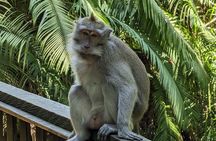 Full Day Private Tour to Ubud Waterfall and Uluwatu Sunset