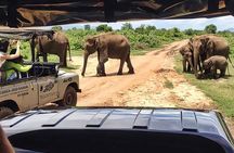 Safari Expedition's in Wild Wonders of Yala