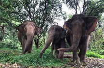 Elephant Sanctuary tour Pattaya half day no rides