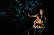 Waitomo Glowworm Caves and Kiwi House Small Group from Auckland