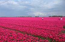 5 Hours Private Tulip Experience at Keukenhof Gardens