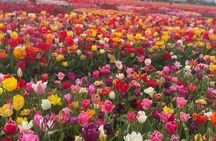 5 Hours Private Tulip Experience at Keukenhof Gardens