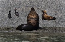 Excursion to Punta Loma and Puerto Madryn for Cruisers