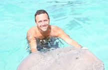 Swim with dolphins encounter and interaction in Punta Cana
