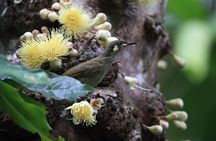Mossman Gorge Daintree Experience Small Groups