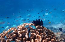 Cairns: Small Group | Outer Reef Snorkel & Dunk Island