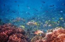 Cairns: Small Group | Outer Reef Snorkel & Dunk Island