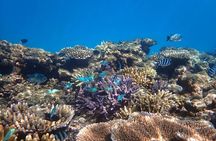 Cairns: Small Group | Outer Reef Snorkel & Dunk Island