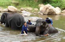 Full Day Elephant Bathing and Bamboo Rafting Tour in Chiang Mai