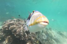Snorkeling in Okinawa: Private booking