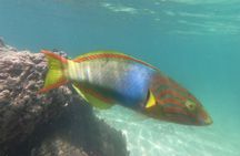 Snorkeling in Okinawa: Private booking