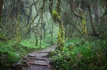 Climb Mount Kilimanjaro: 7 Days Machame Route