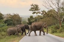 2 Day Bandipur Safari and Mysore Palace Tour