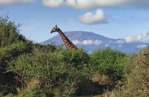 6-Days of Elephants, Wildebeest and Big 5: Kenya’s Classic Safari