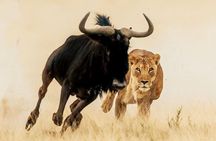 6-Days of Elephants, Wildebeest and Big 5: Kenya’s Classic Safari