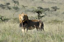 Nairobi National Park Private Tour (Morning/Afternoon Options)