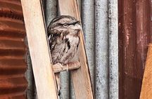 Caversham Wildlife and Swan Valley Private Tour