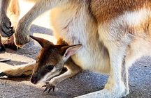 Caversham Wildlife and Swan Valley Private Tour