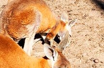 Caversham Wildlife and Swan Valley Private Tour