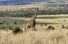 Amboseli & Nairobi National Park 3 Day Safari