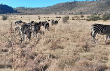 2 Day 1 Night Pilanesberg Safari from Johannesburg