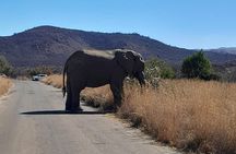 2 Day 1 Night Pilanesberg Safari from Johannesburg