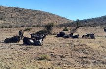 2 Day 1 Night Pilanesberg Safari from Johannesburg