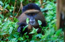 Full Day Private Golden Monkey Tour