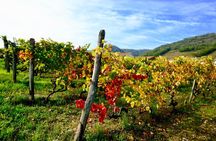 Loire Valley Wine Half Day Tour in Vouvray