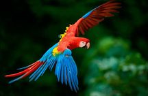 4-Day Cuyabeno Wildlife Reserve Adventure