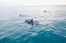 Florida Keys Backcountry Eco Tour from Big Pine Key