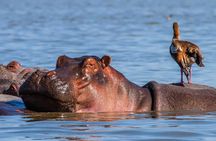 Day tour to Hells Gate, Lake Naivasha and Crescent Island Walk
