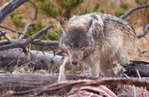 Private, Custom Yellowstone Wildlife Tours & Photo Safaris 