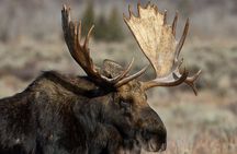 Private, Custom Yellowstone Wildlife Tours & Photo Safaris 