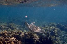 Private Looe Key Snorkel from Big Pine Key