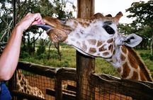 Giraffe Center Half Day Trip from Nairobi