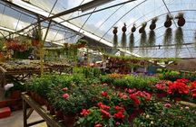 Cameron Highland Private Full Day Tour from Kuala Lumpur