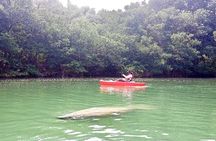 Manatee Season Guided Paddle Tour from Virginia Key